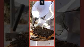 Honey Bees  Beekeeping Tips 101  Watch Our Latest Video [upl. by Auohc861]