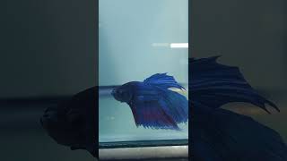 Blue betta fish  Fighter Fish exoticfishlover [upl. by Annoet785]