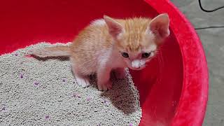 Teaching a kitten how to use a litter tray [upl. by Enelhtac]