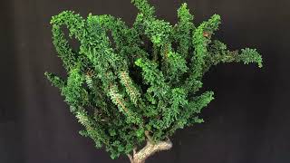 Sekka Hinoki Cypress Binsai [upl. by Digirb]