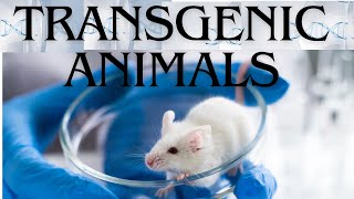 Transgenic Animals [upl. by Mozart]