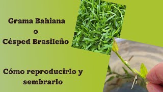 Te enseño cómo reproducir la grama bahiana o césped brasileño [upl. by Noivaz]