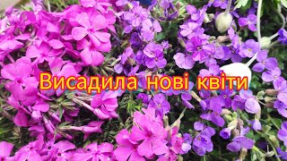 Висадила нові квіточкиОбрієттаФлоксАнемона Planting new flowers Phlox Aubrieta квіти [upl. by Hirz]