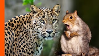 Leopard Hates Squirrel Alarm Call  Predator Perspective  Love Nature [upl. by Initof271]