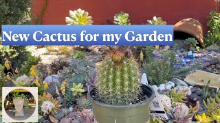 Planting Trichocereus Grandiflorus and Kalanchoe Blossfeldiana in my Garden [upl. by Eichman]