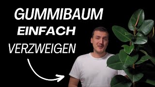 Gummibaum Verzweigen Einfach Gemacht [upl. by Tesil313]