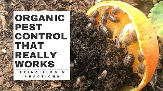 Organic PEST CONTROL that really WORKS [upl. by Eiliab]