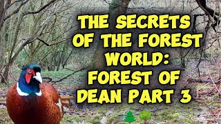 The Secrets of the Forest World Forest of Dean Part 3 🌲🌳 trailcamera forestofdean [upl. by Elinad]