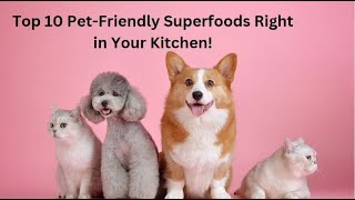 Top 10 Best Dog Foods from the Kitchen [upl. by Sigfrid]