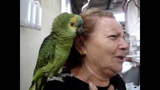 Papagaio Louro cantando atirei o pau no gato tô [upl. by Peacock]