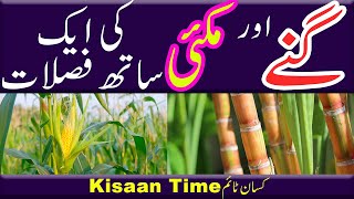 Intercropping and mixed cropping intercropping in maize intercropping farming in pakistan Kisan time [upl. by Lupita]