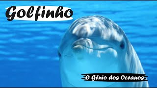 Golfinho O Gênio dos Oceanos  Mini Documentário [upl. by Pickard]