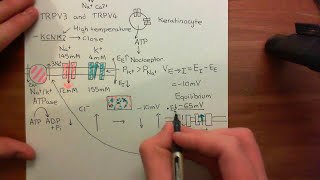 Physiology of Pain Sensation Part 8 [upl. by Nickelsen]