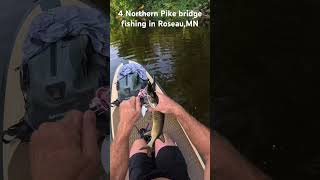 4 northernpike Pike caught Bridge fishing fish  Roseau MN in the city [upl. by Llenram]