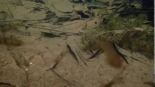 Barbodes banksi from limestone hills in Sarawakvideo 2 [upl. by Merlina]