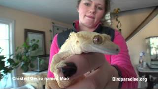 Lizs Lizards at the Berkshire Bird Paradise Sanctuary [upl. by Eiramlirpa]