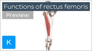 Functions of the rectus femoris muscles preview  Human 3D Anatomy  Kenhub [upl. by Faina464]