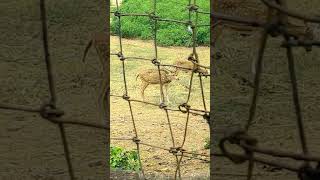 Adina Deer Park Malda traveling [upl. by Pruter]