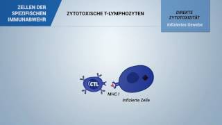 Zytotoxische TLymphozyten [upl. by Ardnassak]