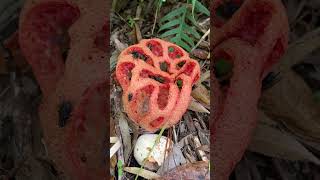 Basket stinkhorn Clathrus ruber [upl. by Hayarahs]