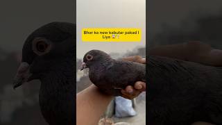 New kabutar pakda 🕊️ full vlog 👇 shorts youtubeshorts youtube trending minivlog [upl. by Neladgam90]