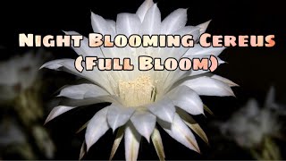 Night Blooming Cereus Full Bloom [upl. by Marylou]