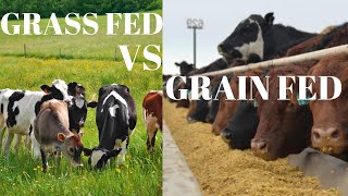 Grass Fed Beef vs Grain Fed Beef  Is Grass Fed Really Worth the Money [upl. by Concettina]