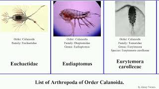 List of Arthropoda of Order Calanoida stephos minor castor marinus palustris copepods rugosa [upl. by Carina]