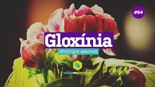 Como cuidar da Gloxínia 54  Dicas Rápidas [upl. by Corin]