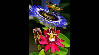 Beautiful flower Purple amp pink passi onflower Passiflora caerulea flower flowerstrendingnature [upl. by Hoo]