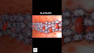 Platelets  Blood Clotting [upl. by Clementine360]