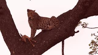 How lucky can one get two leopards feeding on a kill next to the road in a tree within one hour [upl. by Wrench]