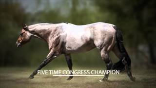 VS Flatline 2010 Bay Roan AQHA Stallion [upl. by Nairde]