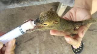 hand feeding baby chipmunk D [upl. by Pappano]