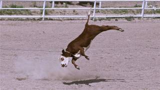 Rodeo Roping  Cruelty Exposed [upl. by Bonar]