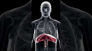 🌬️ The Diaphragm Your Body’s Essential Breathing Muscle 🌬️ [upl. by Mchugh]