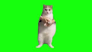 Cat Dancing to EDM  Green Screen [upl. by Rida796]