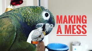 PARROT EATING TOAST and MAKING A MESS  MAXIMILIAN PIONUS [upl. by Aileahcim]