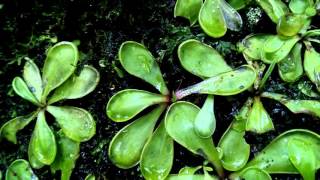 Pinguicula emarginata in situ [upl. by Heigho]