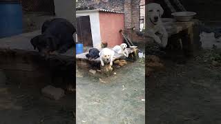 Labour dog Viral video Youtubeshort short video viral video funny video 😂 [upl. by Philly906]