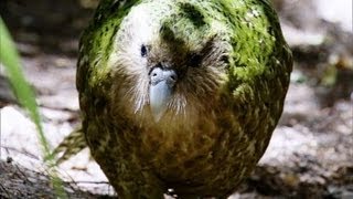 Kakapo Flightless Parrot  Benedict Cumberbatch  BBC Earth [upl. by Truda689]