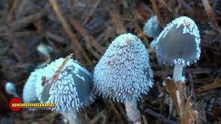 Coprinus cinereus [upl. by Ideih699]