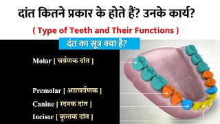 मनुष्य के दांत कितने प्रकार के होते हैं उनके नाम और कार्य Dental Formula Teeth types and functions [upl. by Chantal]