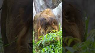 Lion eating grass vegetarian lion grass wildlife wild lion vegetarianlion jungle HA04465 [upl. by Whittemore334]