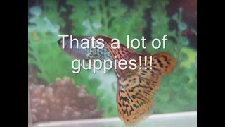 How Many Guppies breeding guppy numbers [upl. by Tamis]