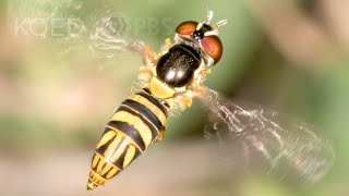 How Hoverflies Spawn Maggots that Sweeten Your Oranges  Deep Look [upl. by Ardet]