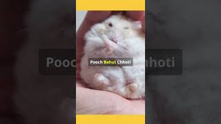 Amazing Facts About Hamsters and Rats 🐹🐭 You Won’t Believe  Fun Pet Factsquot shorts viral animals [upl. by Katerina]