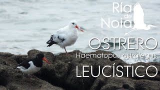 Ostrero euroasiático o Gabita Haematopus ostralegus un ejemplar leucístico en Corrubedo [upl. by Leinoto]