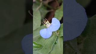 Commelina benghalensis Camera Action  TO BE CONTINUED [upl. by Jamison156]