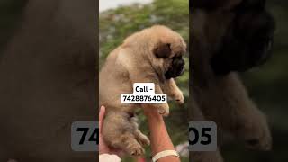 Ultimate quality chow chow puppies for sale in delhi ncr puppypic puppygram cutepuppy happypaws [upl. by Harad79]